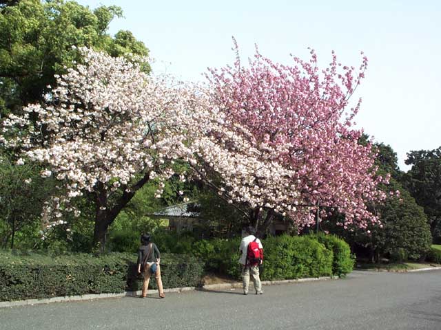 Tokyo_April_2001_Pic06